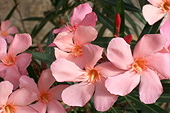 Oleander